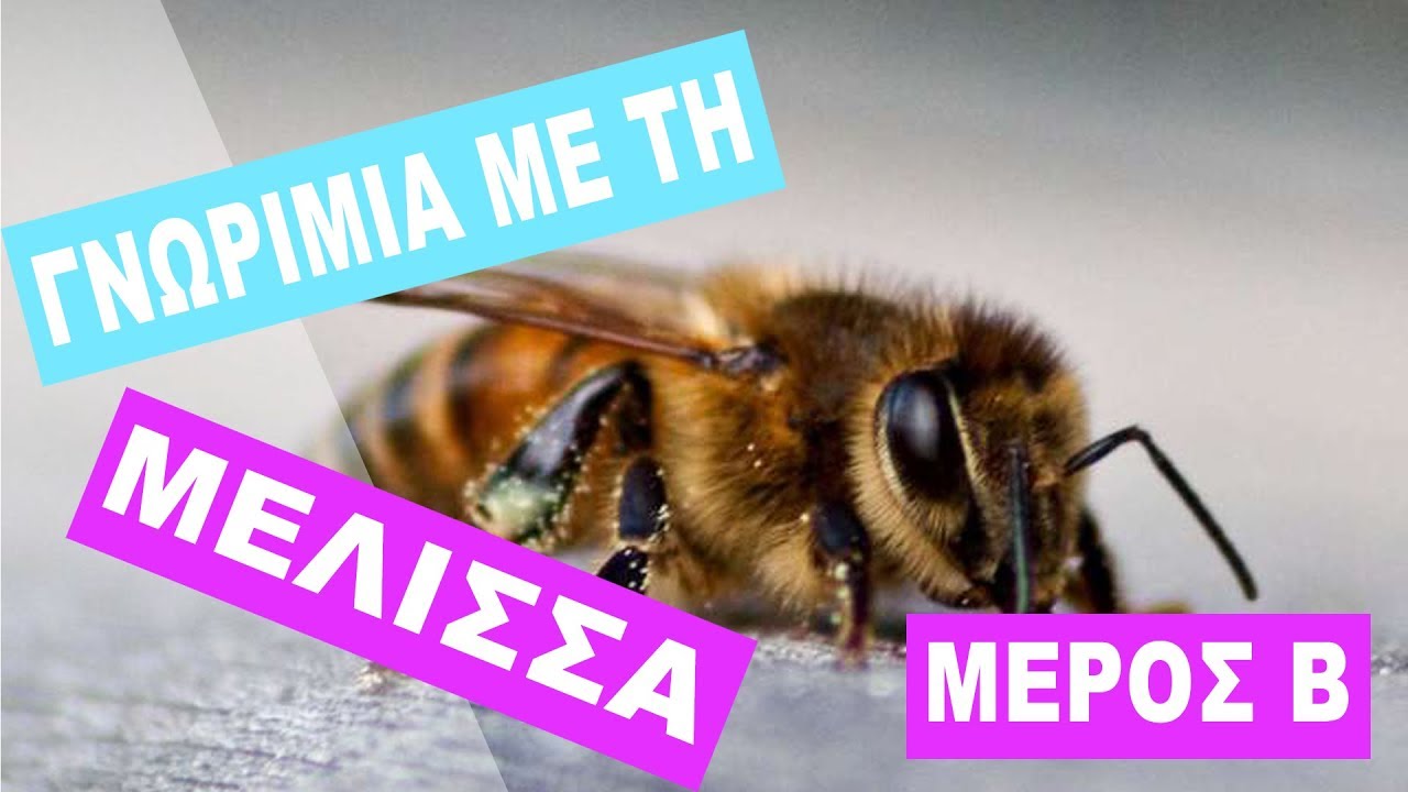 Γνωριμία με τη μέλισσα - Μέρος Β