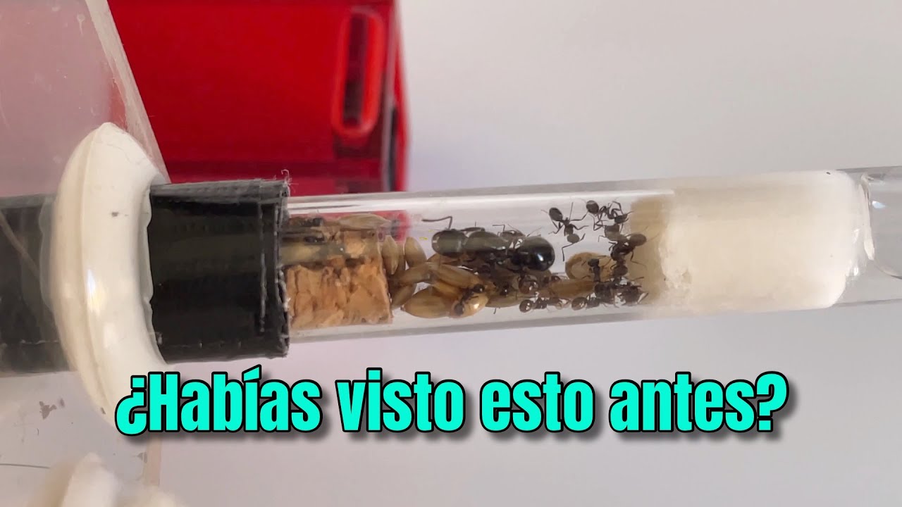Así están pasando la DIAPAUSA 🏠 | Messor Structor