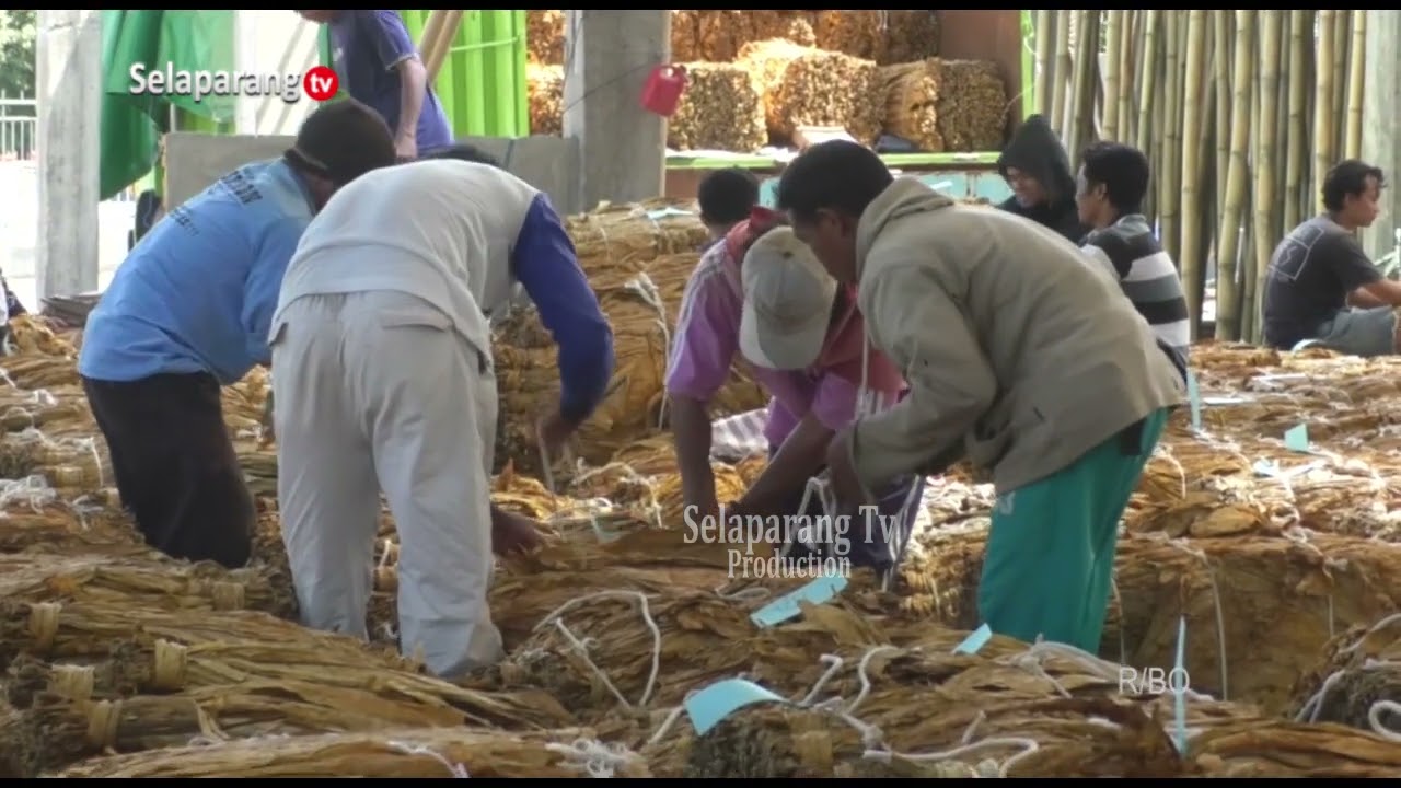 PT SADHANA ARIF NUSA PASTIKAN SERAP PRODUKSI TEMBAKAU PETANI BINAAN