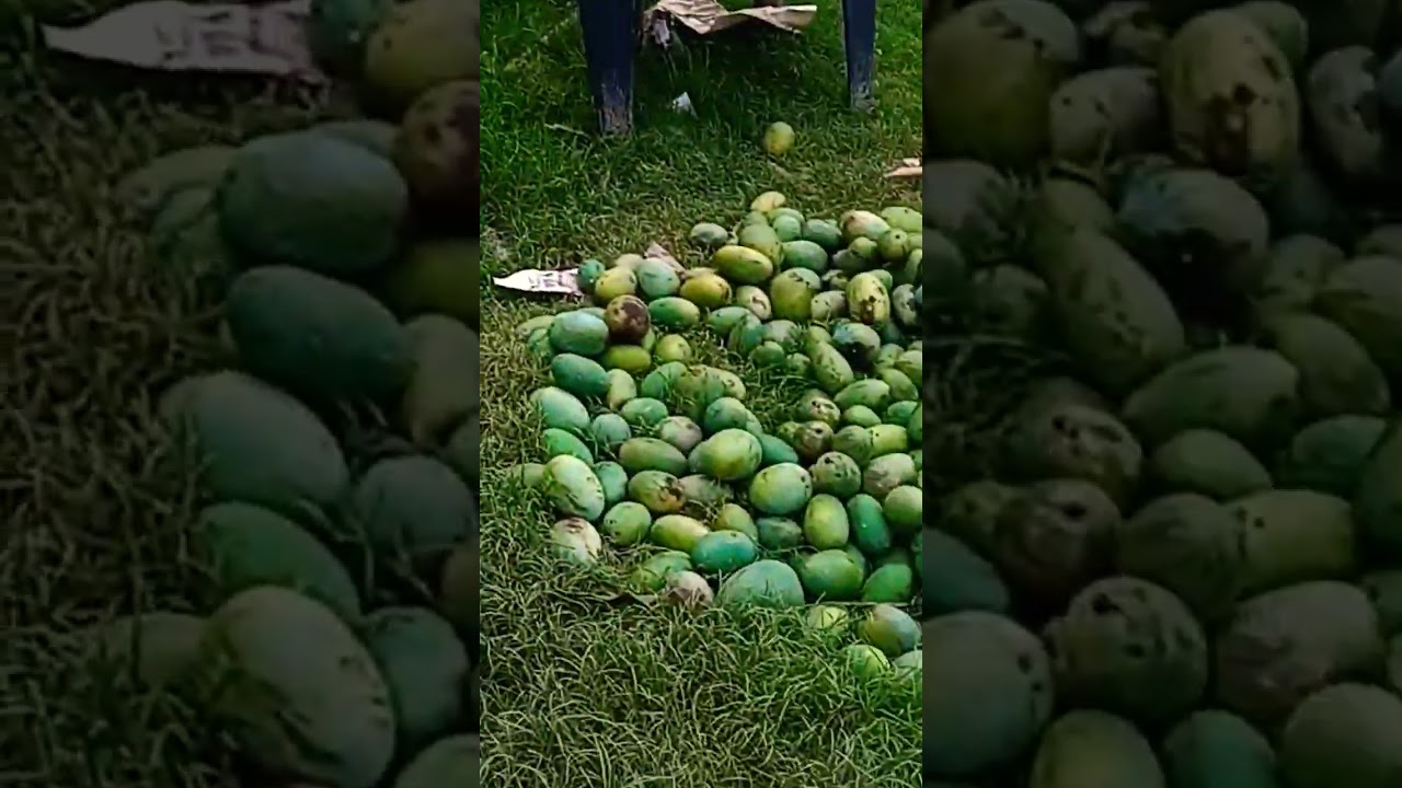 heavy rains 🌧️ Mango Fruits Farming l 4 lakh loss l #loss #hevyrainfall