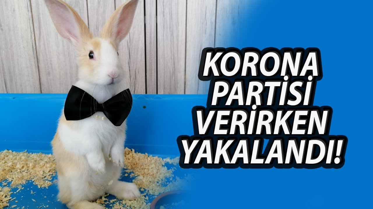 Aslanbaş Tavşan Davranışları | Tavşan Bakımı 🐰 #koronapartisi #tavşanbakımı