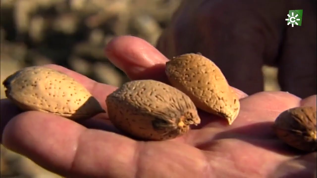 Almendras de Albox, Almería
