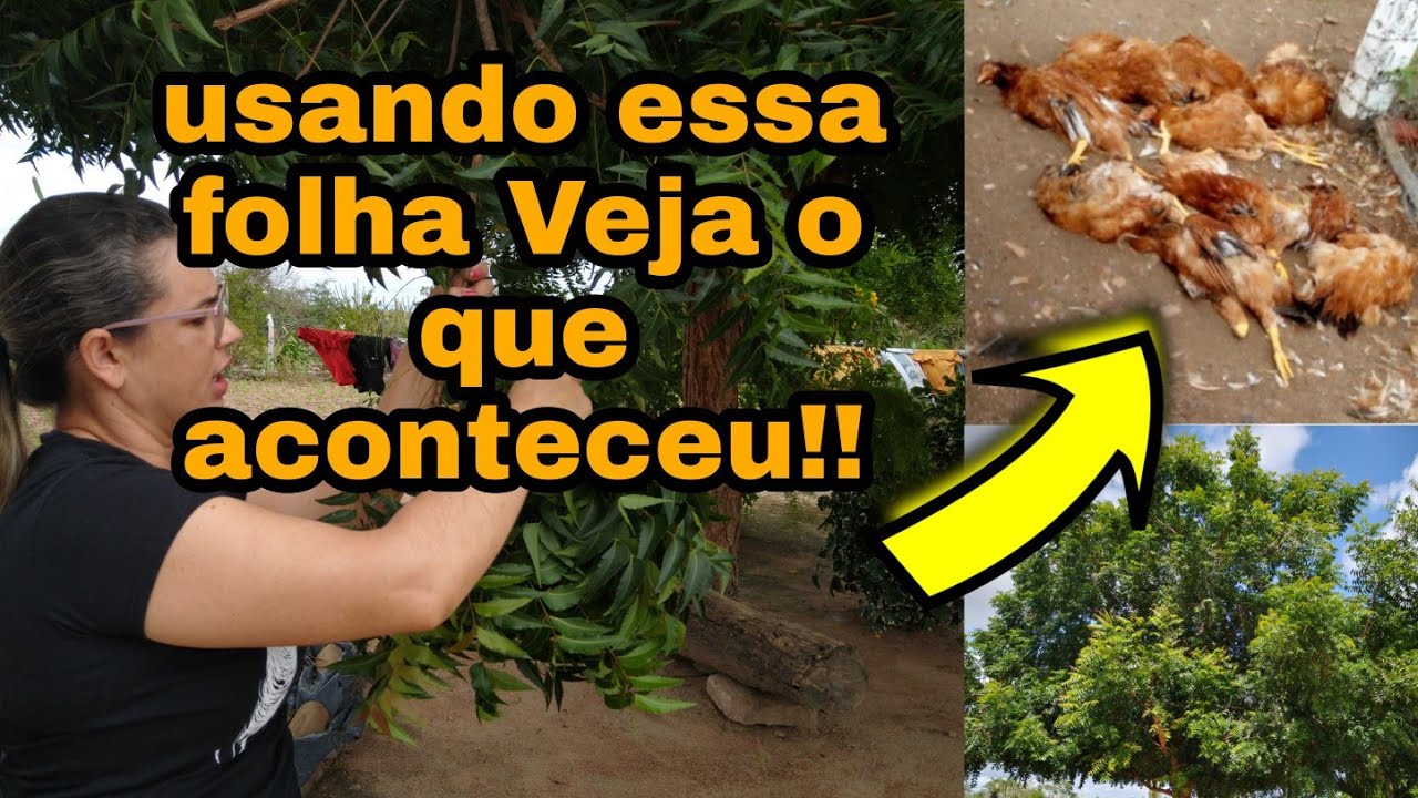 COM ESSA FOLHA CONSEGUI MATAR MINHAS GALINHAS  🐔 DESABAFO!! 😭 pathy vida na roça
