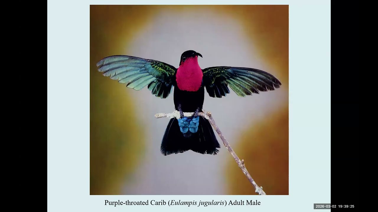 Competition & Evolution of Tropical Hummingbirds