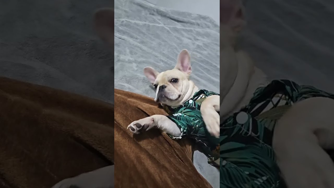 Quick Live With Taba The Frenchie
