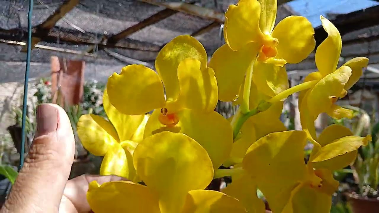 🔴 ESSE É O JEITO CERTO DE CULTIVAR ORQUIDEA VANDA