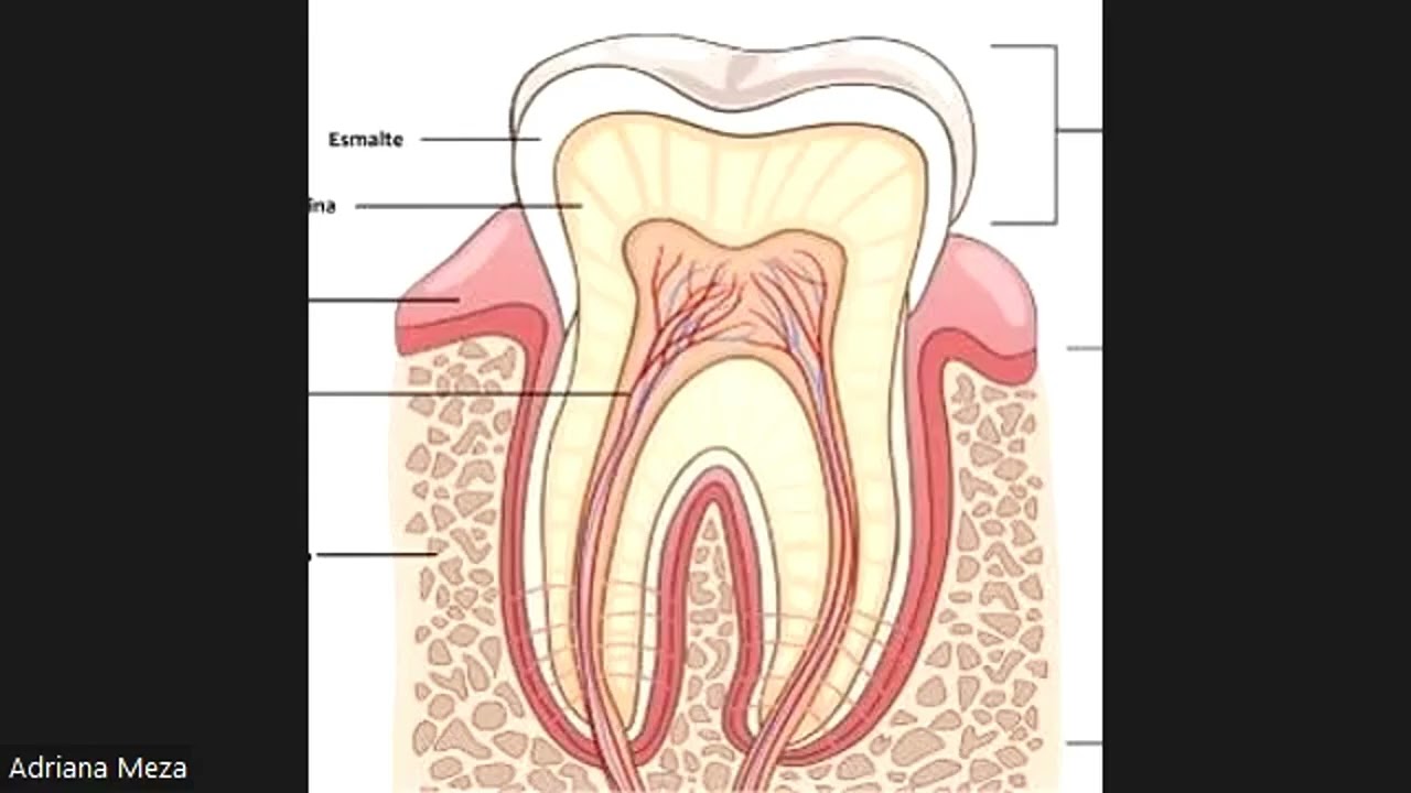 Fortalecimiento con Método Yuen para Nuestros Dientes