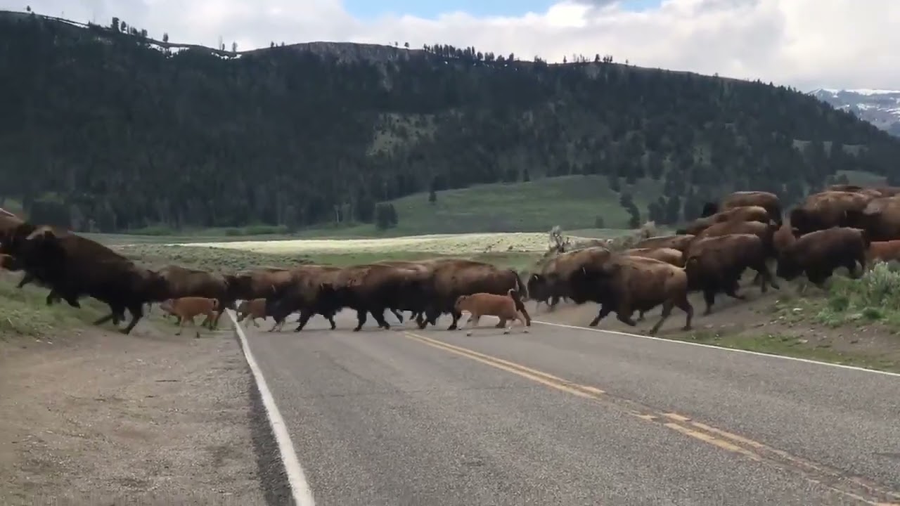 Bison Herd Cross Road in Yellowstone