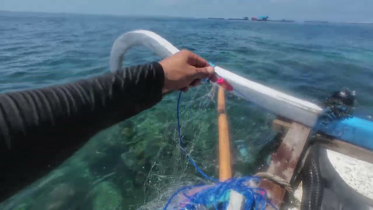 JUKUNG GABUS INI HANDAL UNTUK MEMASANG JARING GONDRONG#fishing #jaringgondrong #jaringlapistiga