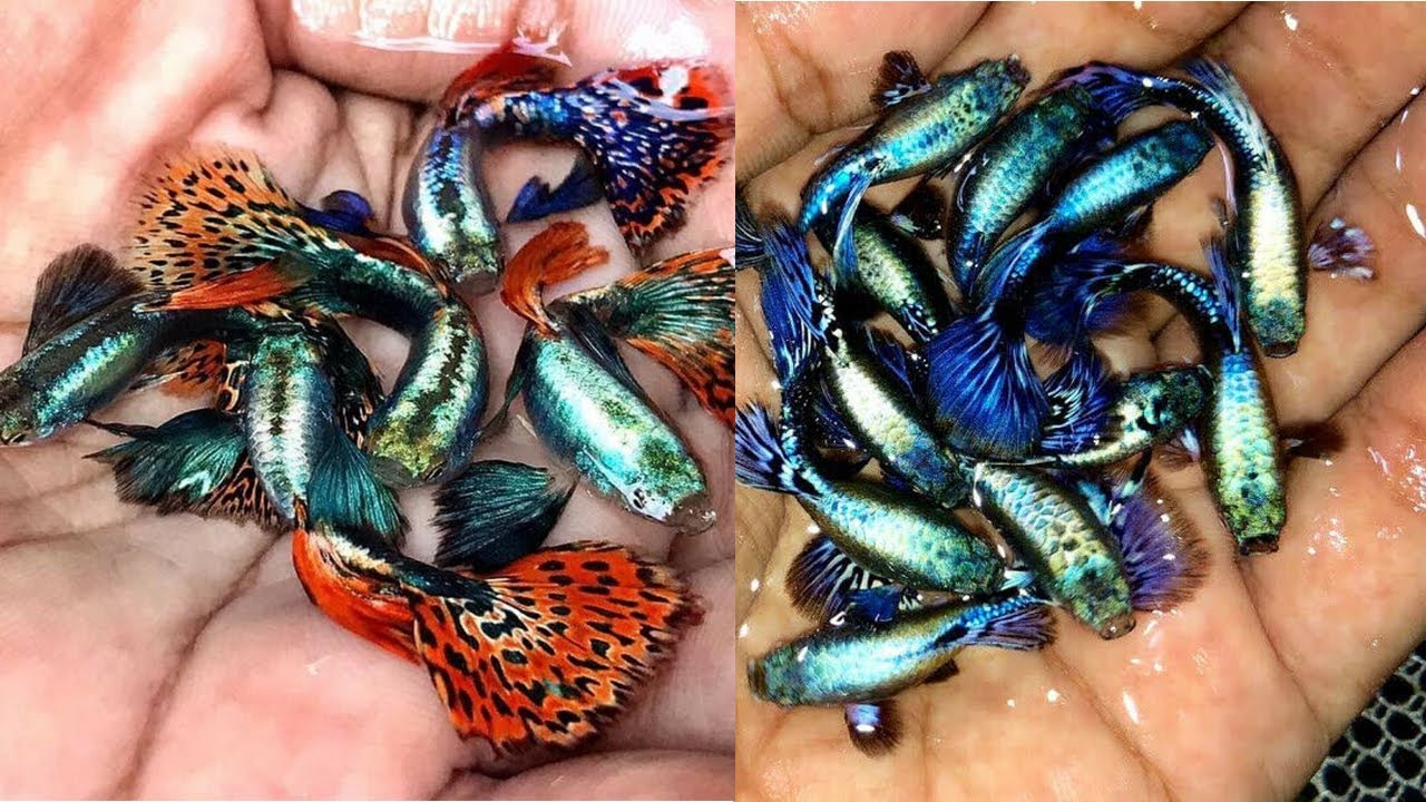 PELUANG USAHA BREEDING & CARA TERNAK IKAN GUPPY TERCANTIK UNTUK PEMULA