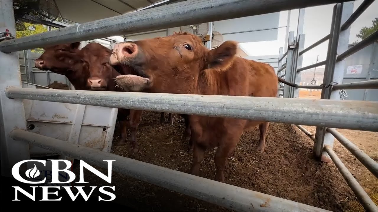 'Prophetically Significant': Red Heifers Attract World Attention