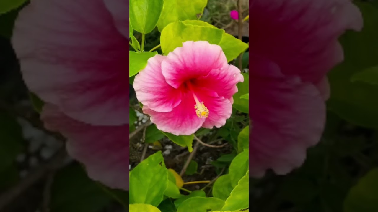 My garden turned into a hibiscus playground! #hibiscus #flowers #short  #garden #massiveflowers