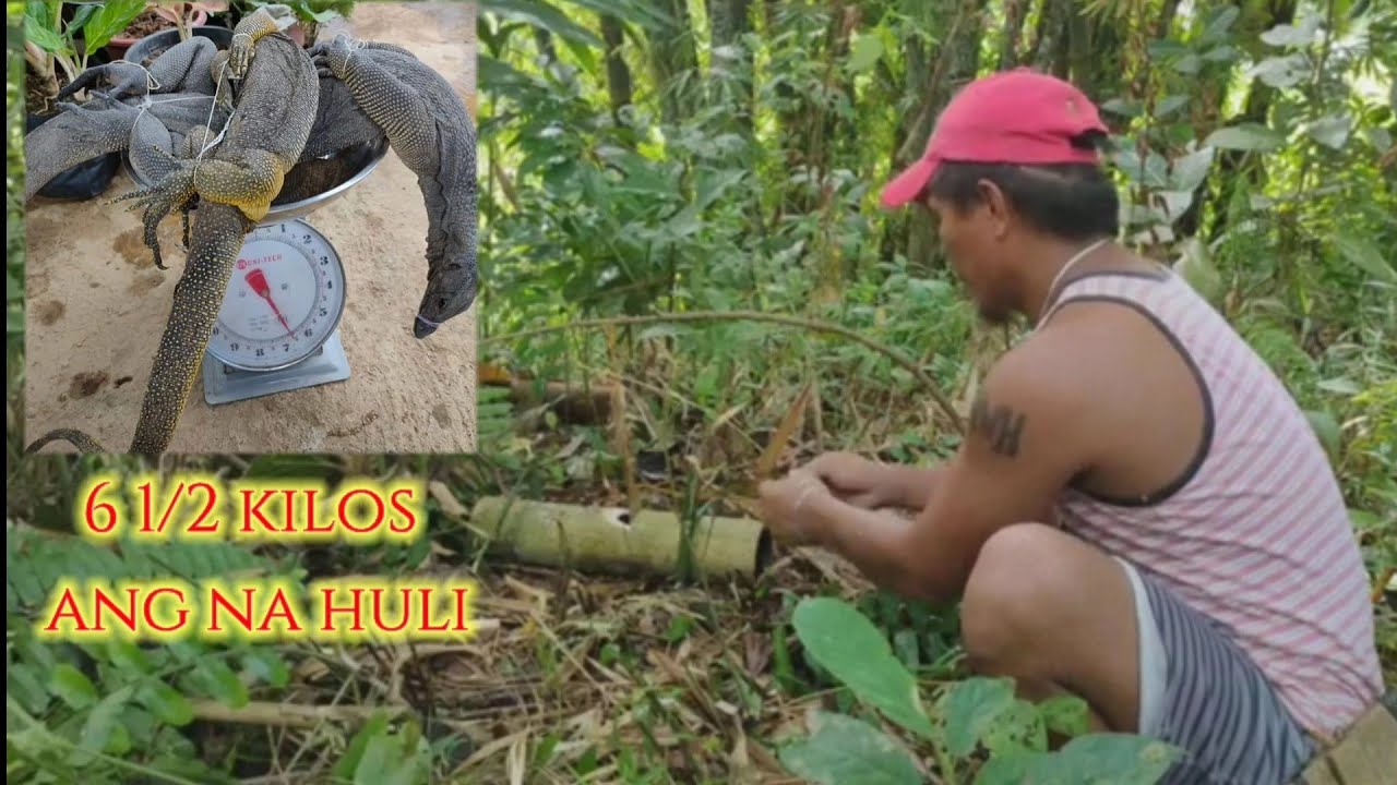 pano hulihin ang bayawak gamit ang Bambo kawayan.  #trap #bayawak #bisayavlogger