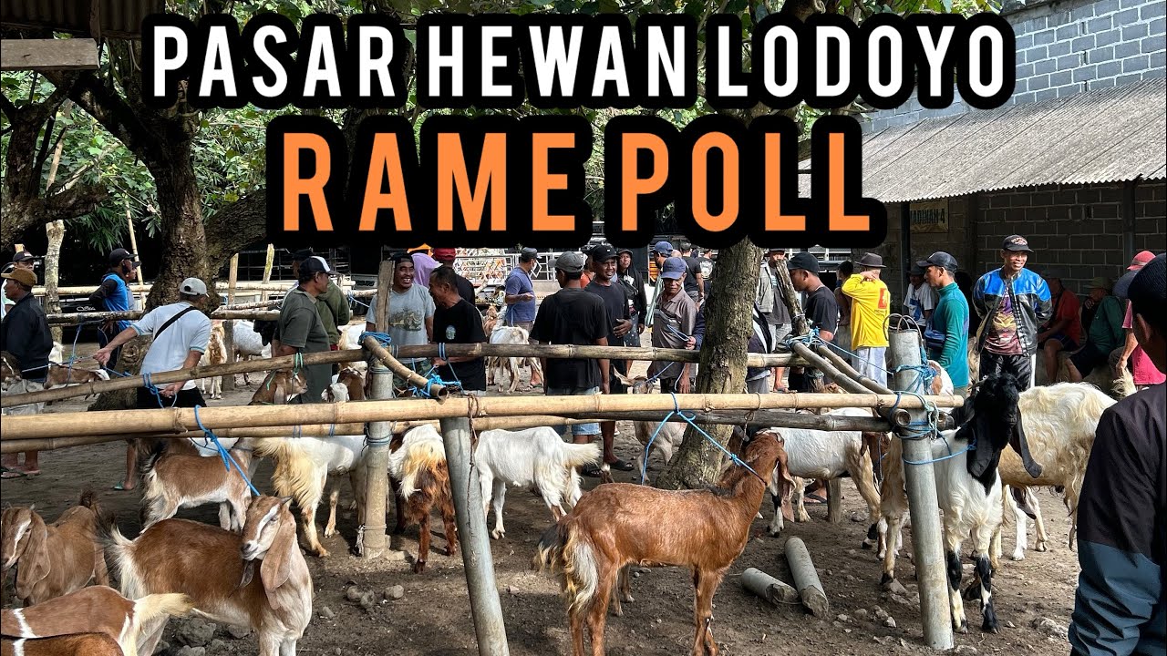 Update Harga Kambing hari ini di Pasar Hewan Lodoyo-Blitar. Senin, 09 Maret 2026.