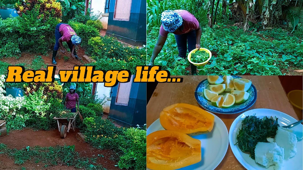 Real Village Life 🌱 | Cleaning the Compound, Harvesting & Cooking Fresh Amaranth 🍲