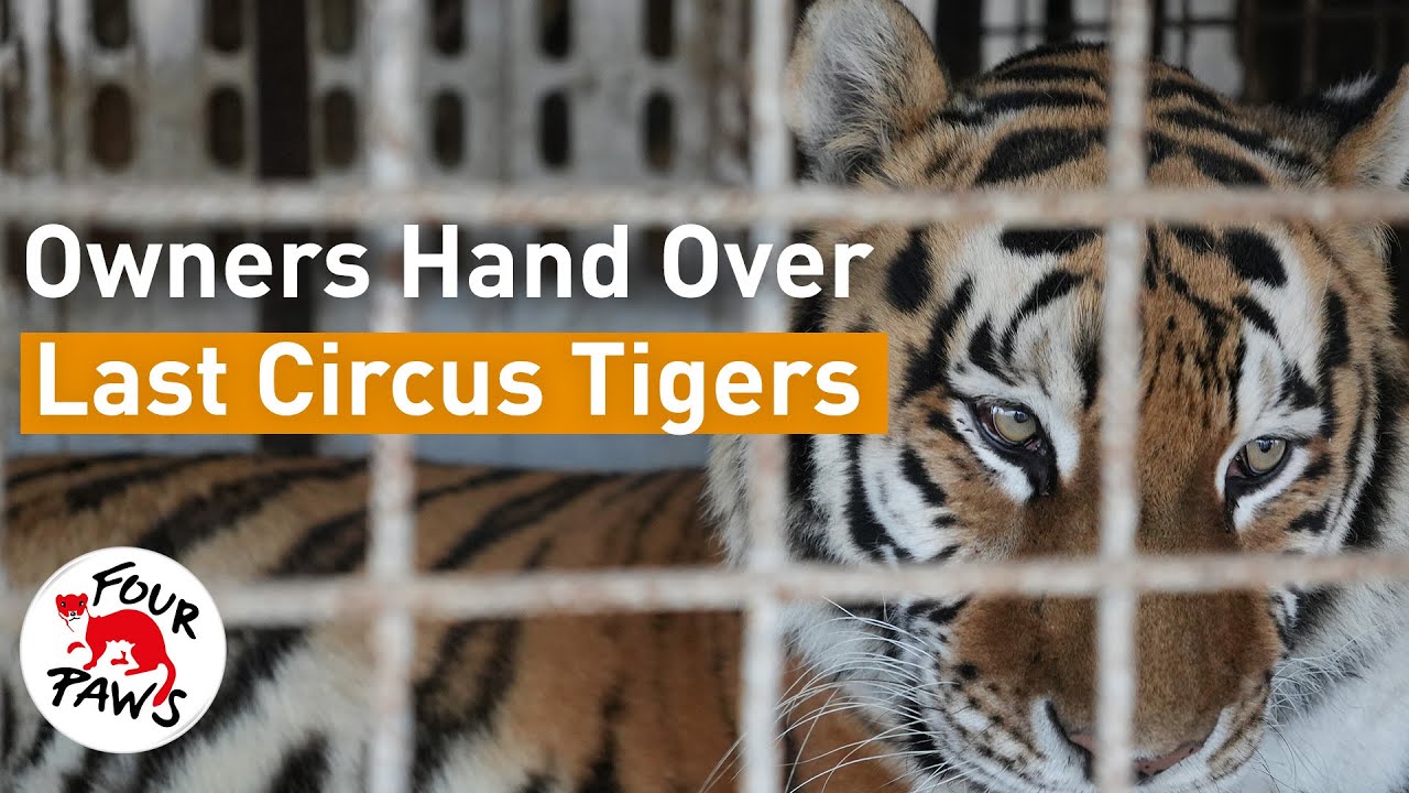 🐅🐅 #LastCircusTigers Rescue: Help Kenya & Samba Escape Circus Life | FOUR PAWS | [SUBS: EN]