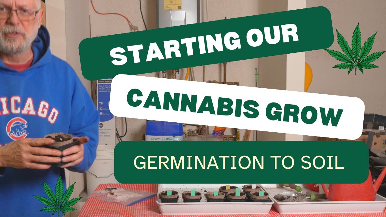 Starting Our Cannabis Grow - Germination to Soil