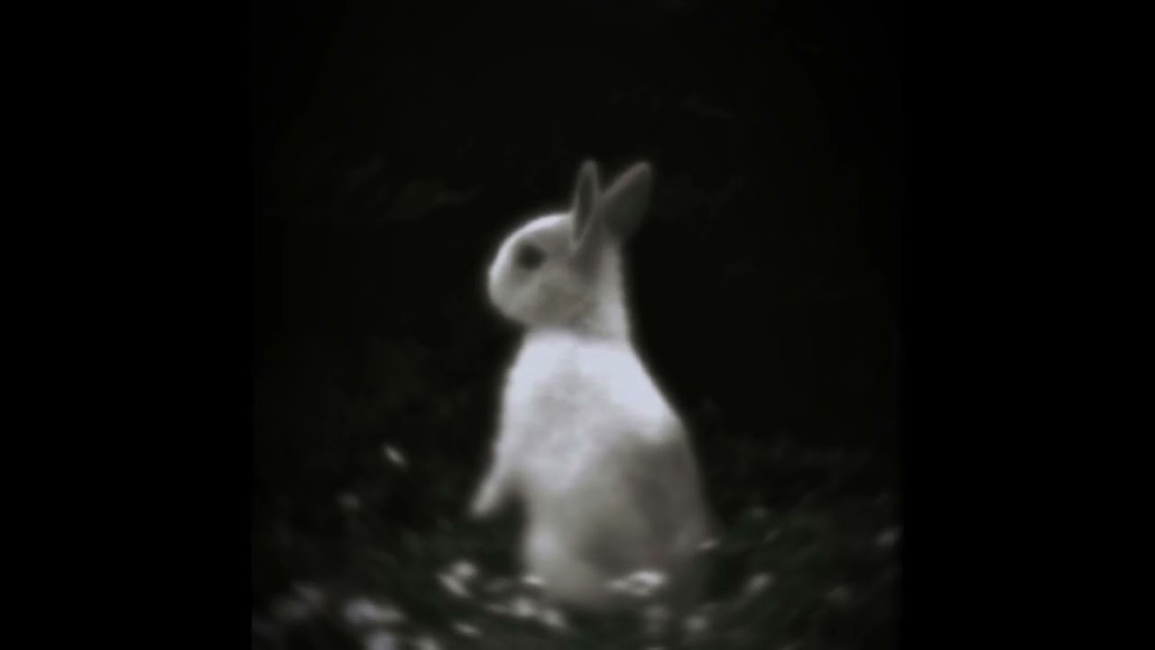 Rabbit (prod. 10vivienne)