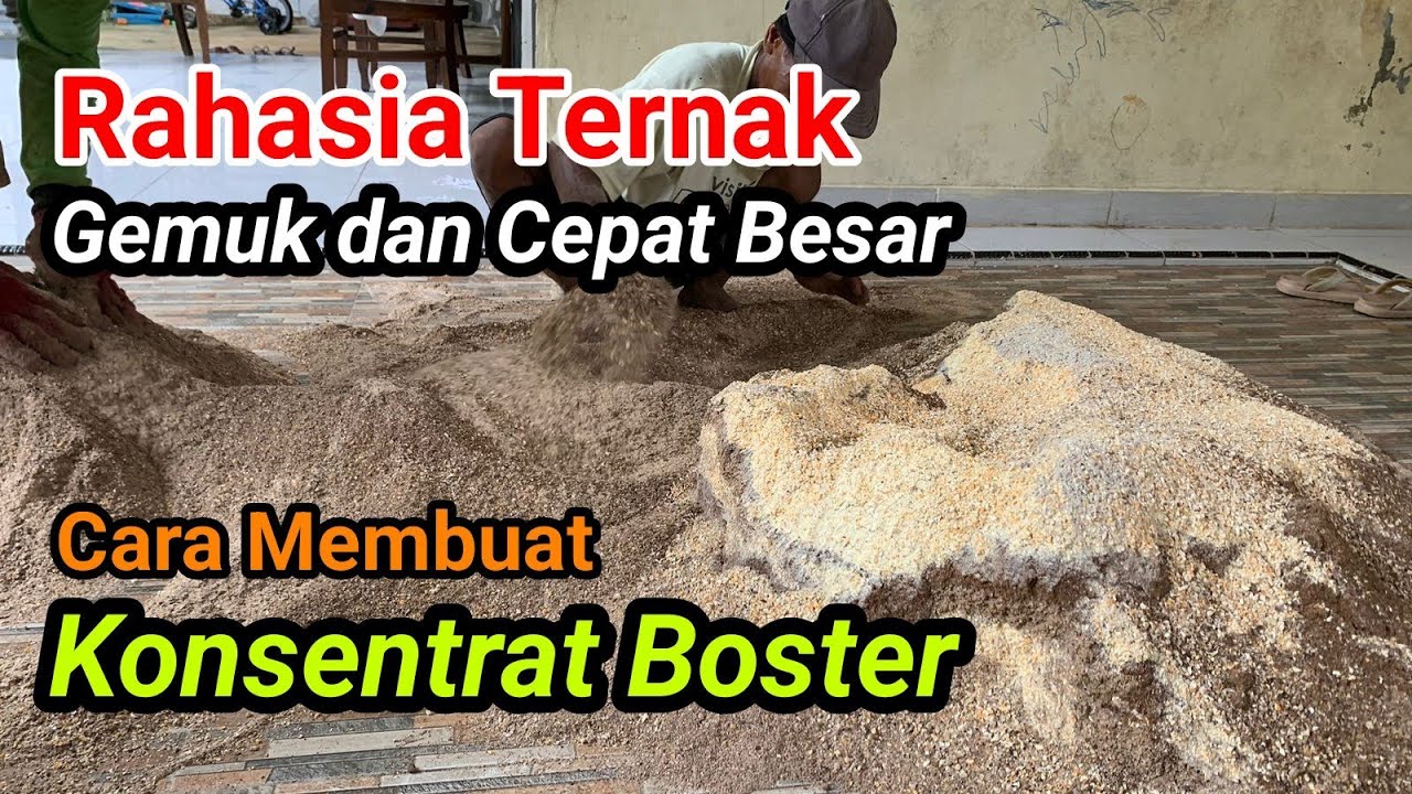 BIKIN GEMUK DAN CEPAT BESAR !!! Dengan Konsentrat Boster, nah begini cara membuatnya