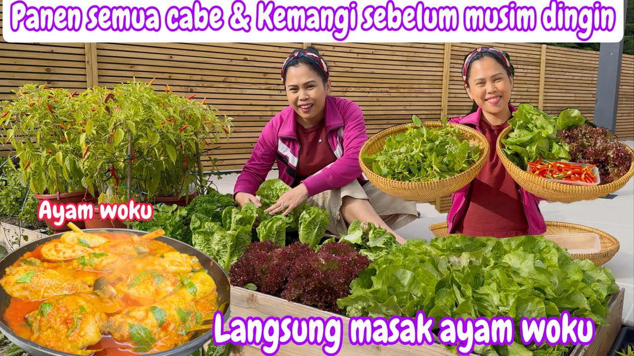 PANEN SEMUA CABE & KEMANGI SEBELUM MUSIM DINGIN TIBA || LANGSUNG MASAK AYAM WOKU TERENAK 