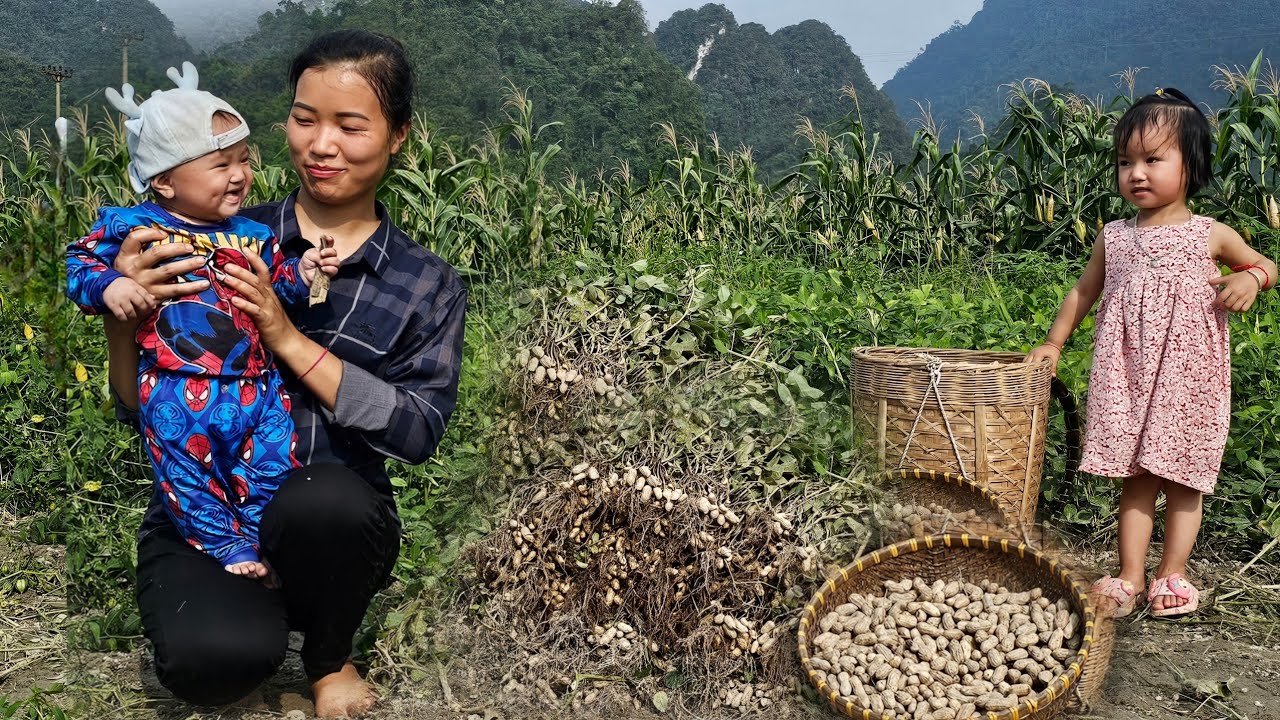 Together With Baby Abandoned on the riverbank Harvesting peanut garden Goes to market sell - Cooking