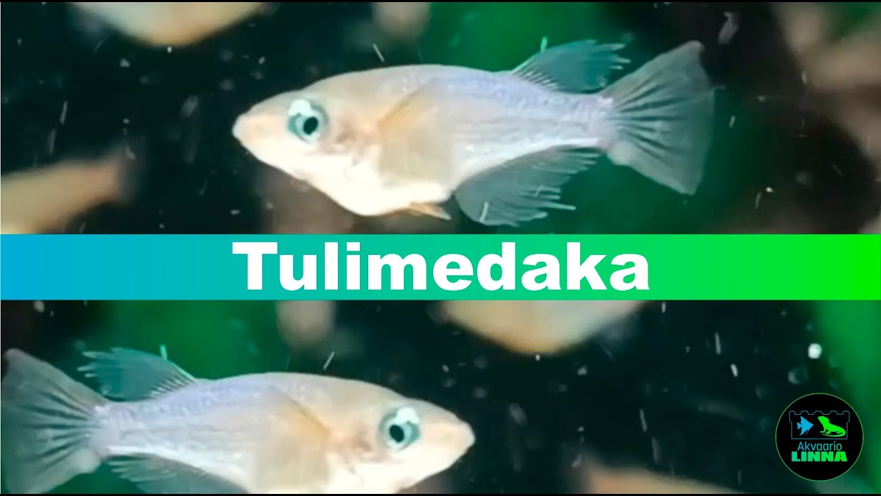 Tulimedaka, Oryzias woworae