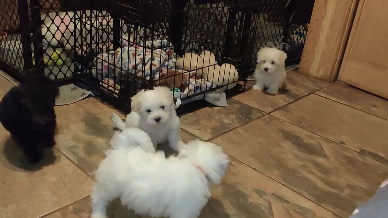 Calliope and the Coton
