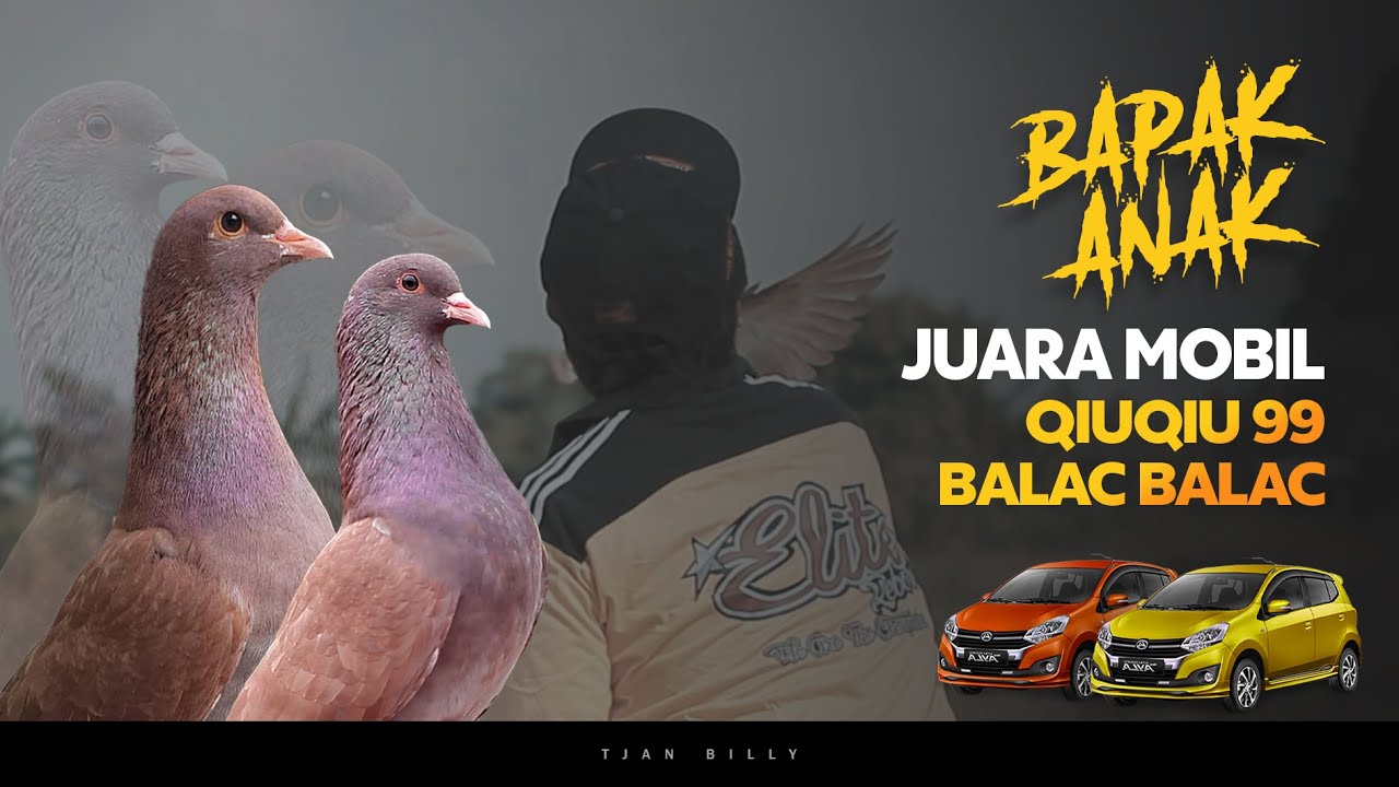 QIUQIU PENSIUN DARI MERPATI KOLONG