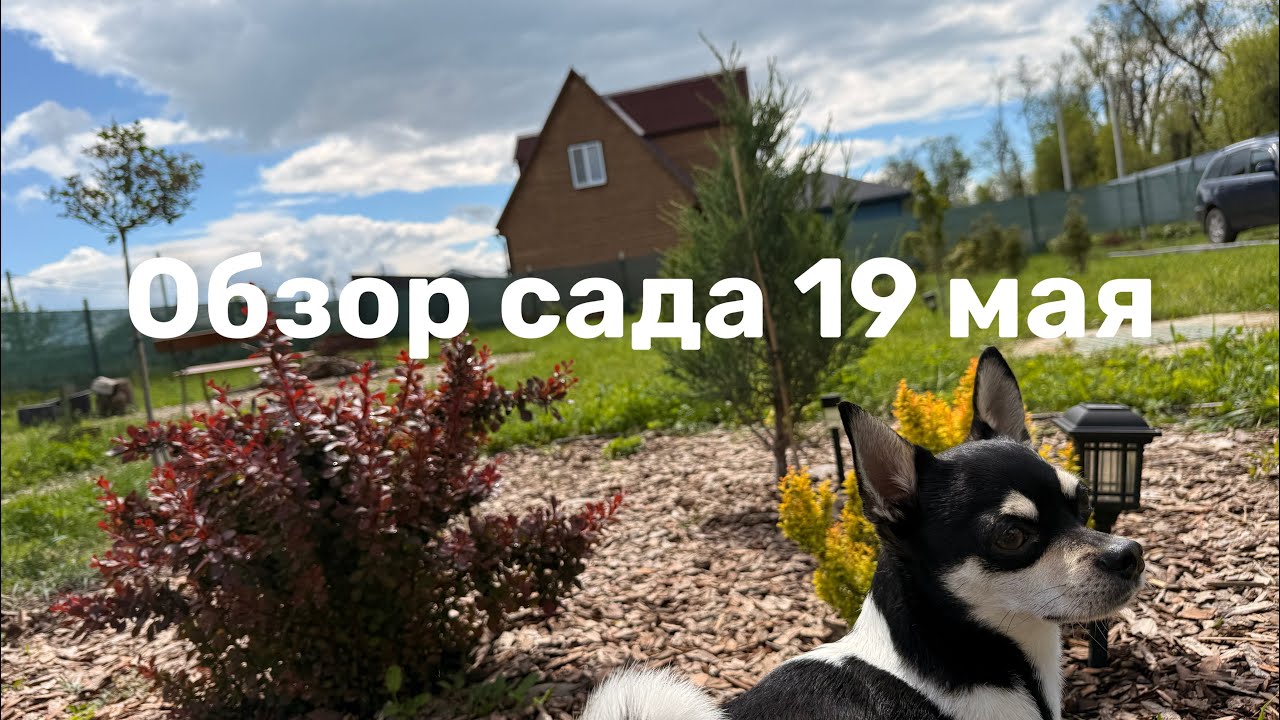 Обзор сада 19 мая в Краснодаре