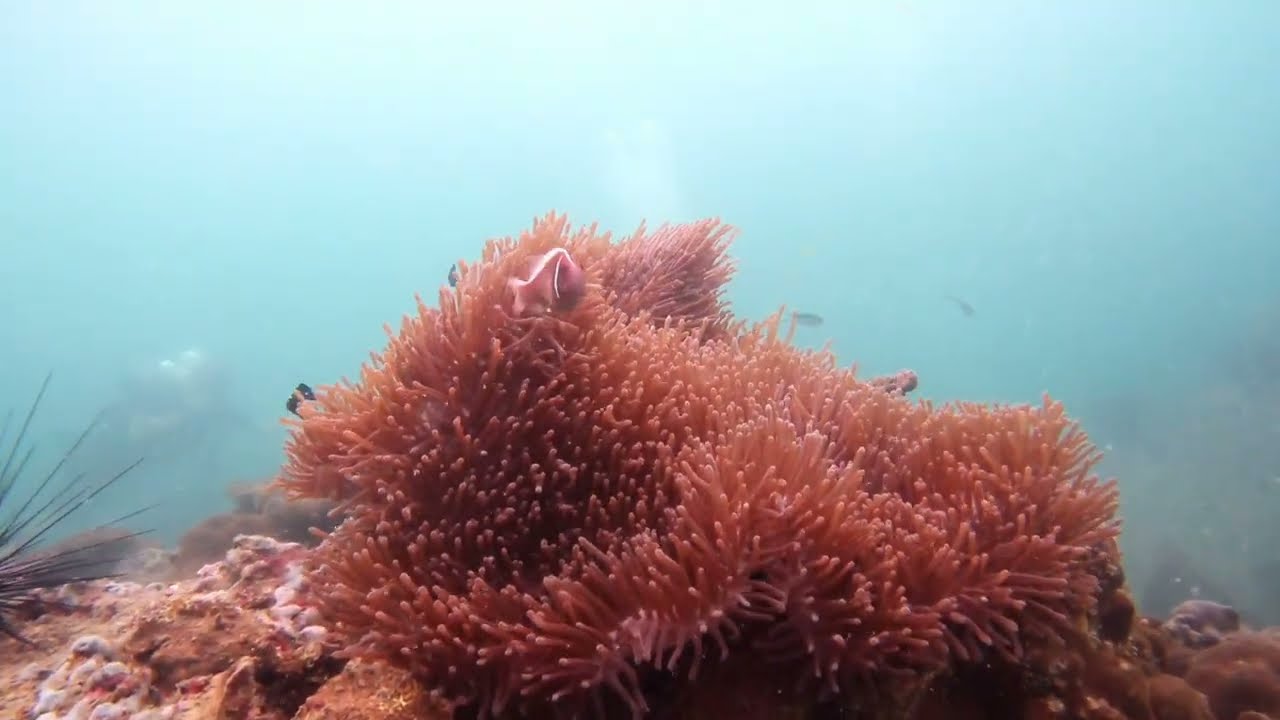 「Diving in Phu Quoc」「Schools in reef」「Dive Buddies」