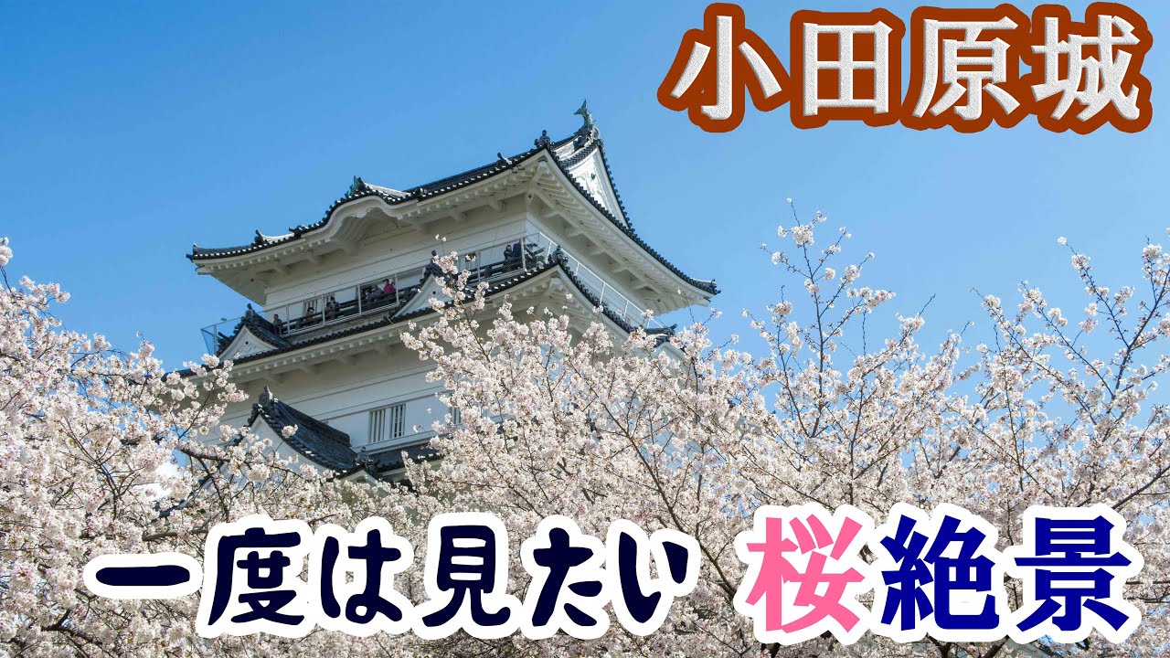 小田原城で桜絶景の写真を撮る旅（神奈川県小田原城址公園）