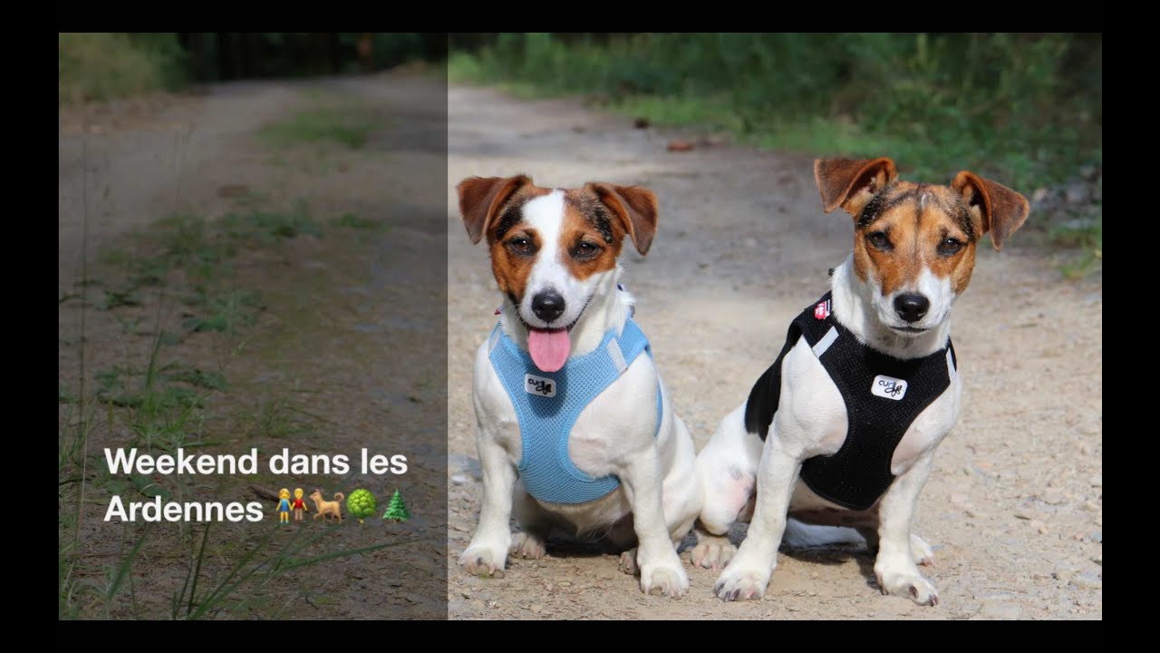 Weekend dans les Ardennes 🐕👫🌳🌲 3-4  aout 2019