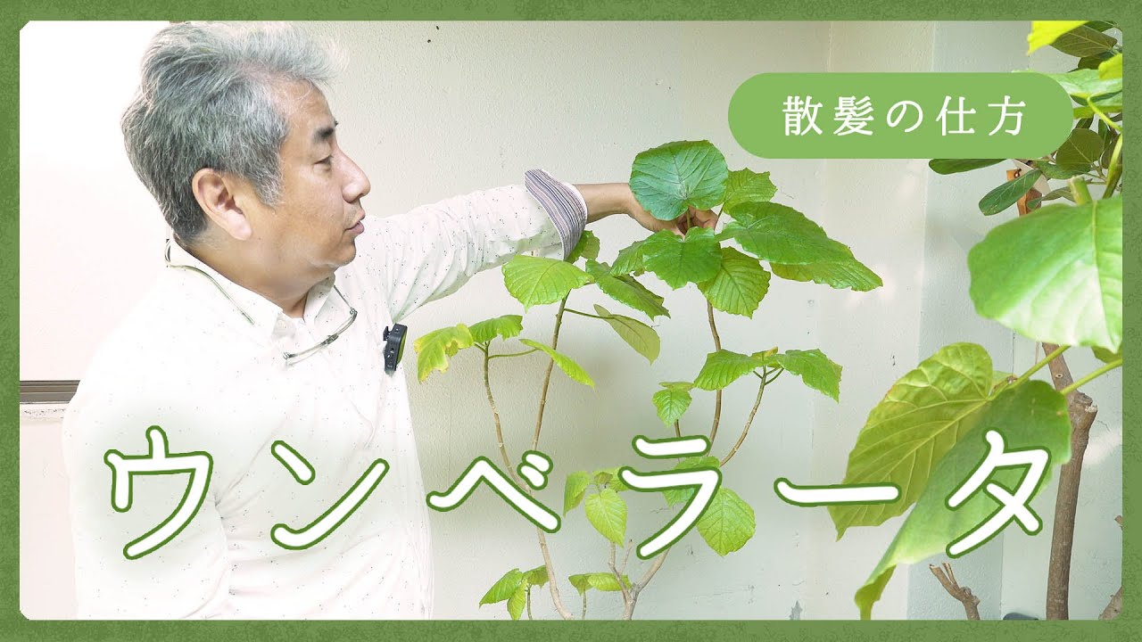 春が散髪の季節！きれいなウンベラータに仕上げるコツも伝授【観葉植物】
