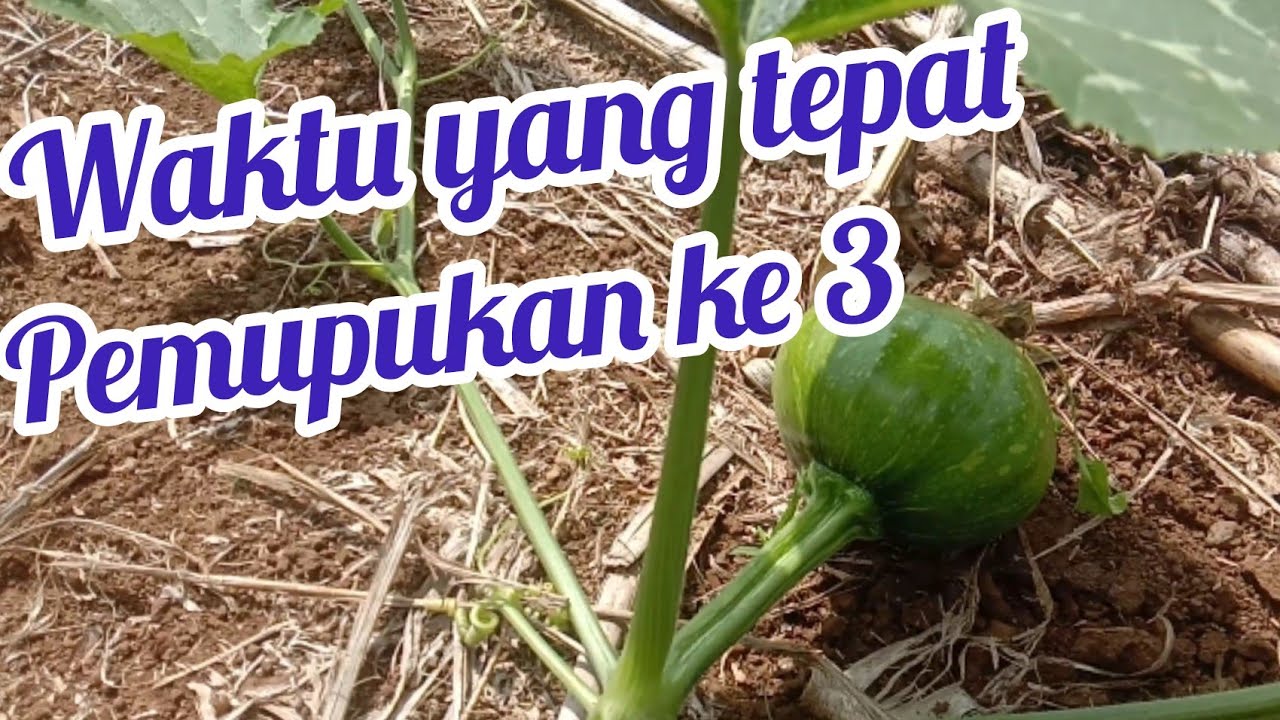 Labu kuning waktu pemupukan ke3