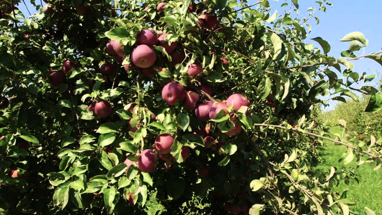 Mid-Michigan Farms & Markets: Healthy and Local!