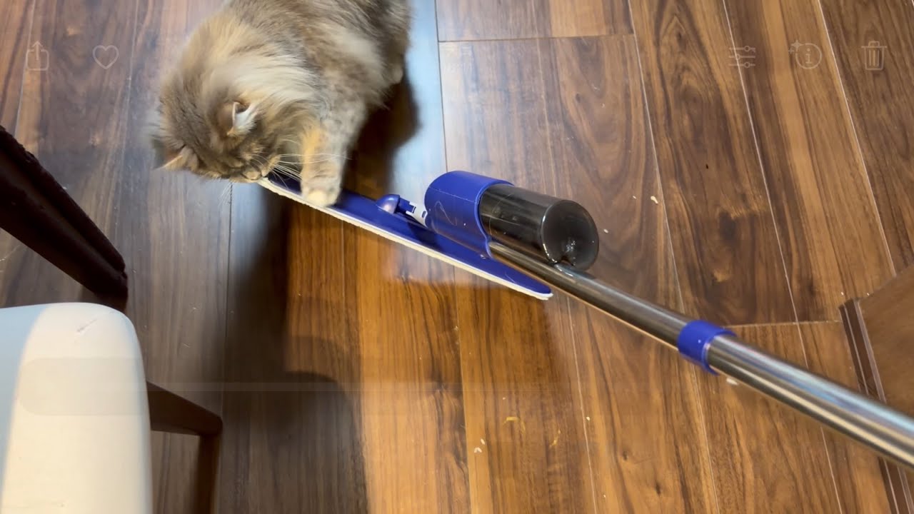 モップがけをすると進路を妨害する猫　サイベリアン