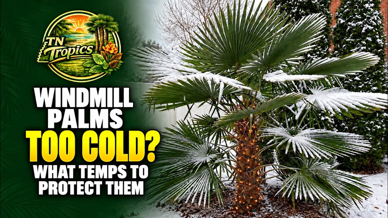 Temps to Protect Windmill Palms (Trachycarpus fortunei)