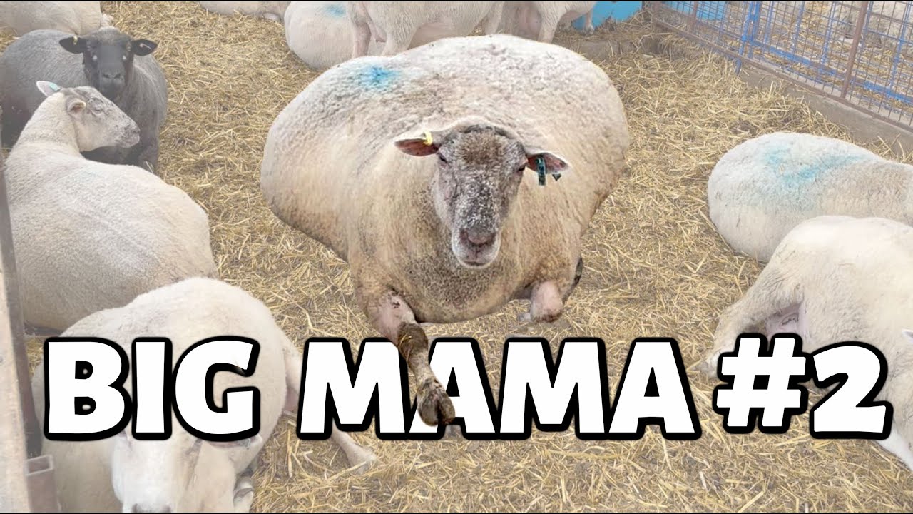 There's a NEW Big Mama in TOWN.😉 | 39 LAMBS IN ONE DAY!😬 | Summer Lambing 2021 | Vlog 459
