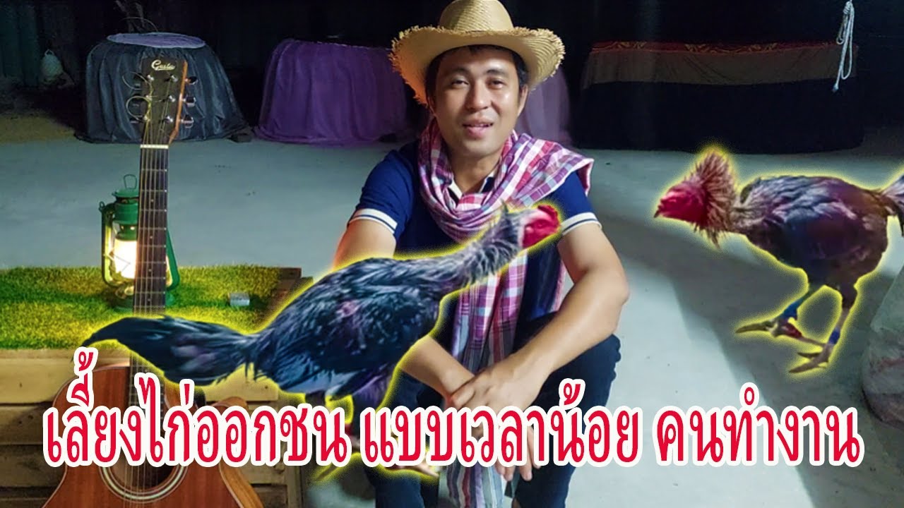 เลี้ยงไก่ออกชน แบบคนไม่มีเวลา คนทำงาน