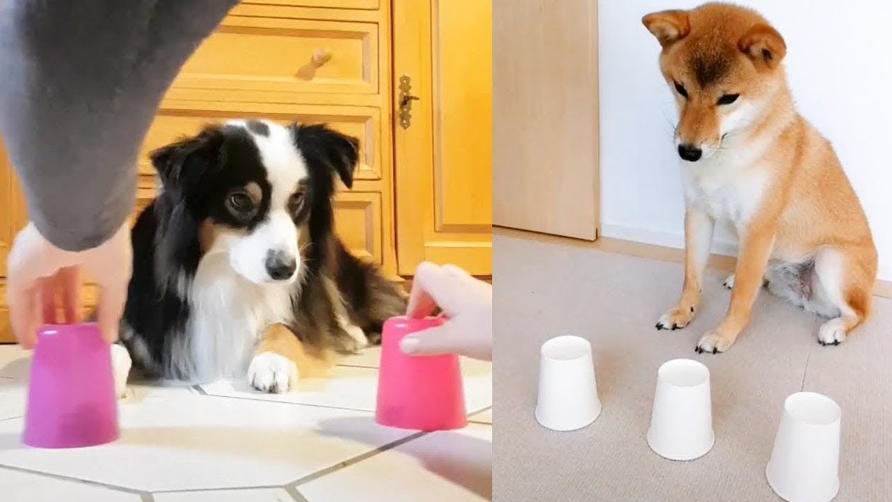 Dog Reaction to Magic Trick - Funny Dogs with Magic Tricks