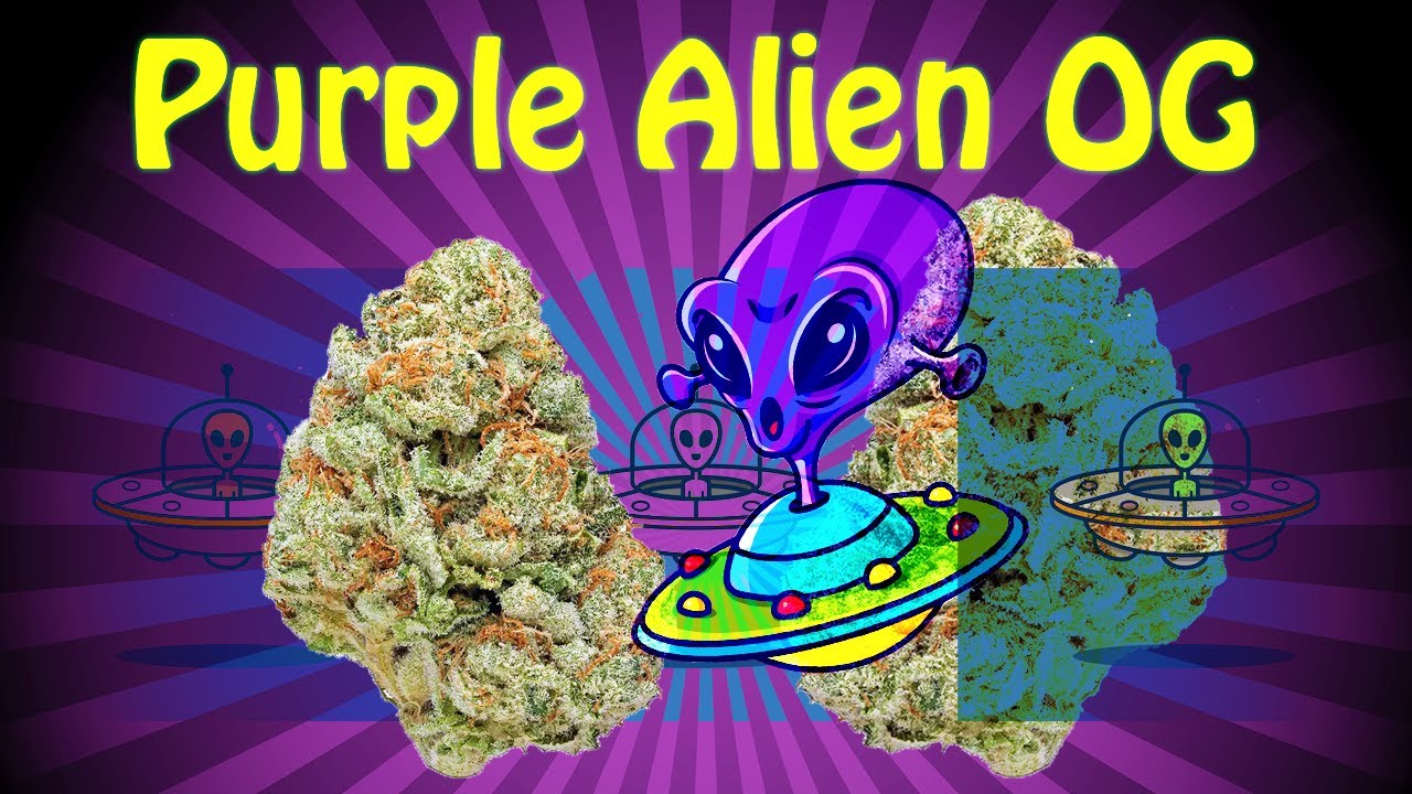 Purple Alien OG Strain Review | RiverRock