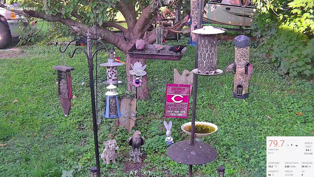 Redbirds and Rodents
