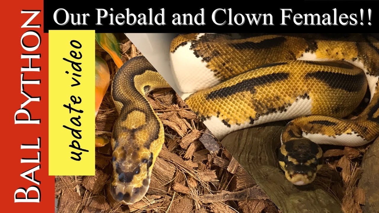 BALL PYTHON UPDATE VIDEO 2020:  Part 1