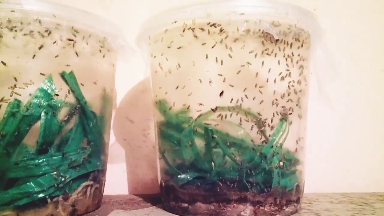 Como hacer cultivos de mosquitas de fruta(drosofilas)