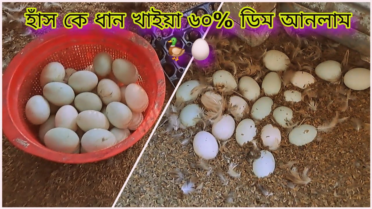 হাঁসকে ধান খাইয়ে ৬০% ডিম পাচ্ছি আলহামদুলিল্লাহ 