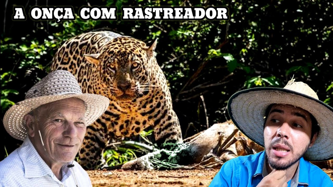 O Pantaneiro que ficou cansado das ONÇAS PINTADAS atacarem seu Gado.. Causos Caipiras