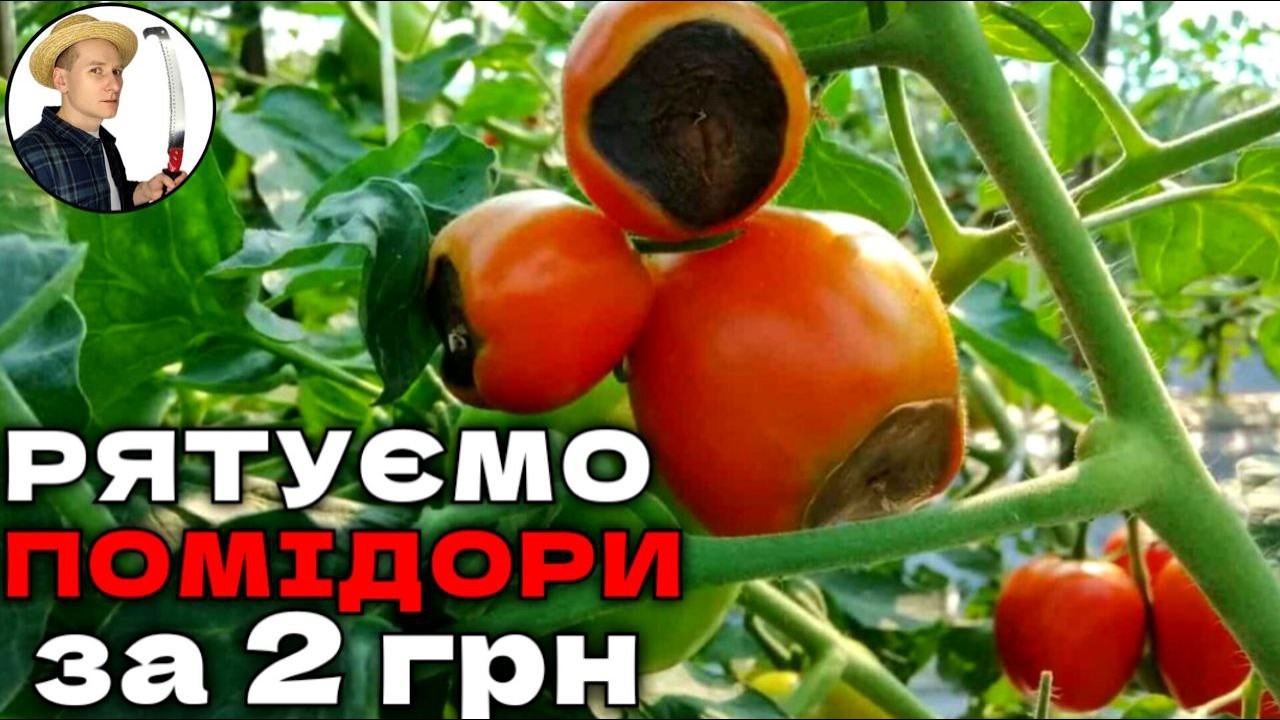 ПОМІДОРИ ГНИЮТЬ?  Від вершинної гнилі на помідорах
