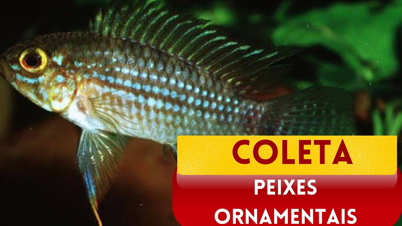 COLETA DE PEIXES ORNAMENTAIS