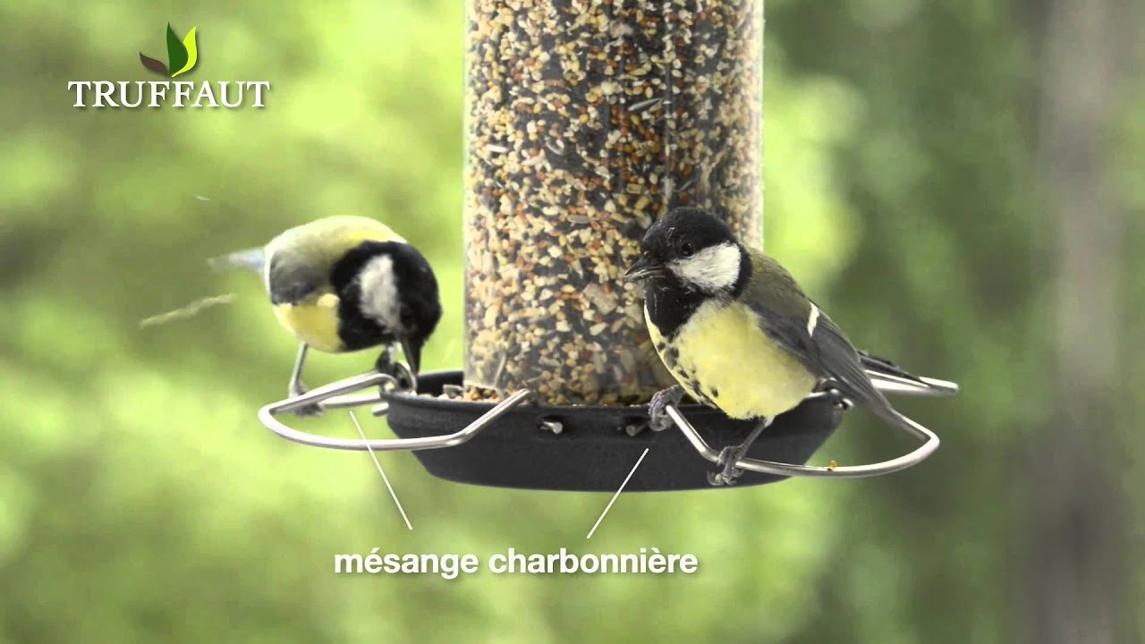 Pourquoi nourrir les oiseaux du jardin ? -  Truffaut