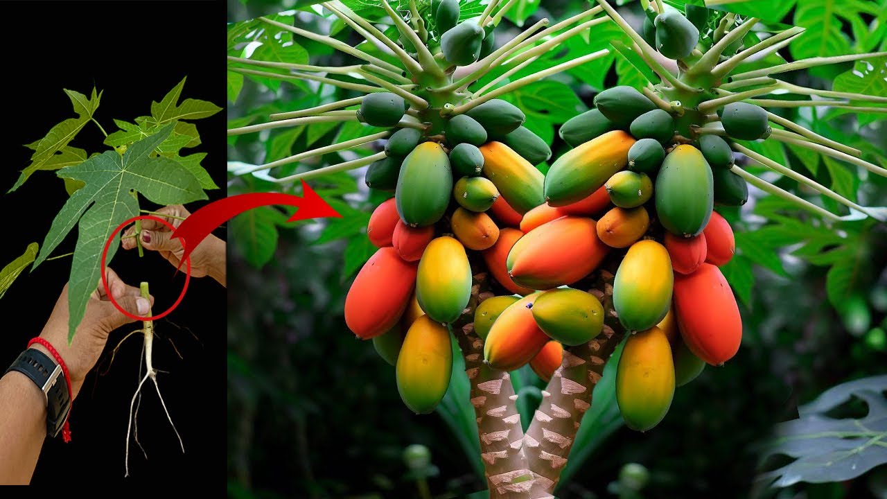 Grafting Papaya Trees With Banana Fruit For Fast Rooting and Fruit